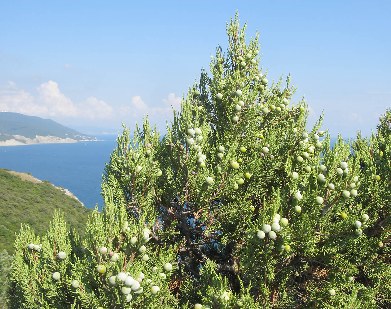 Image of Juniperus excelsa specimen.