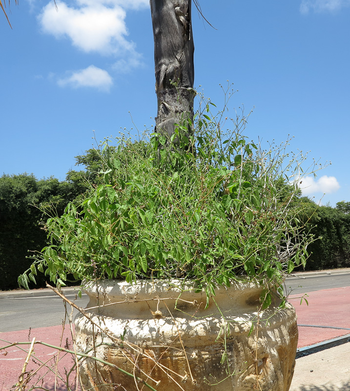 Image of Euphorbia graminea specimen.