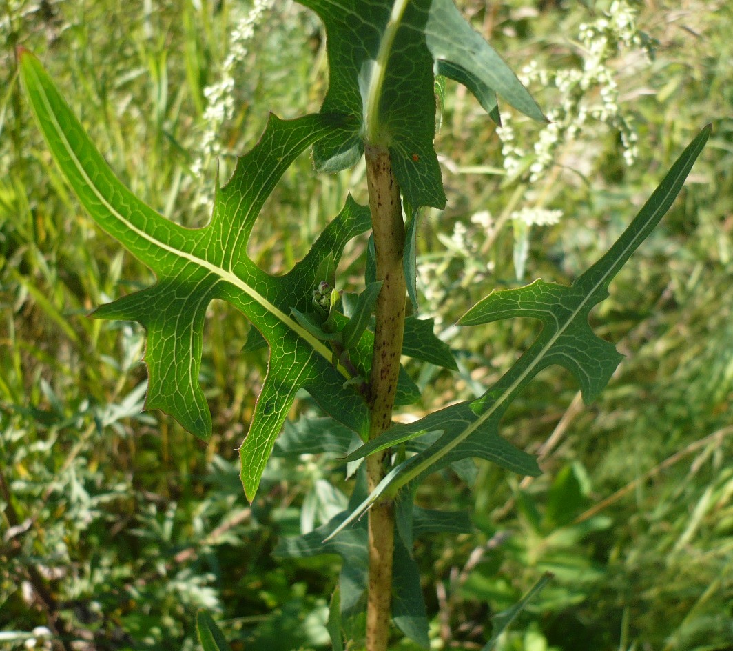 Image of Lactuca serriola specimen.