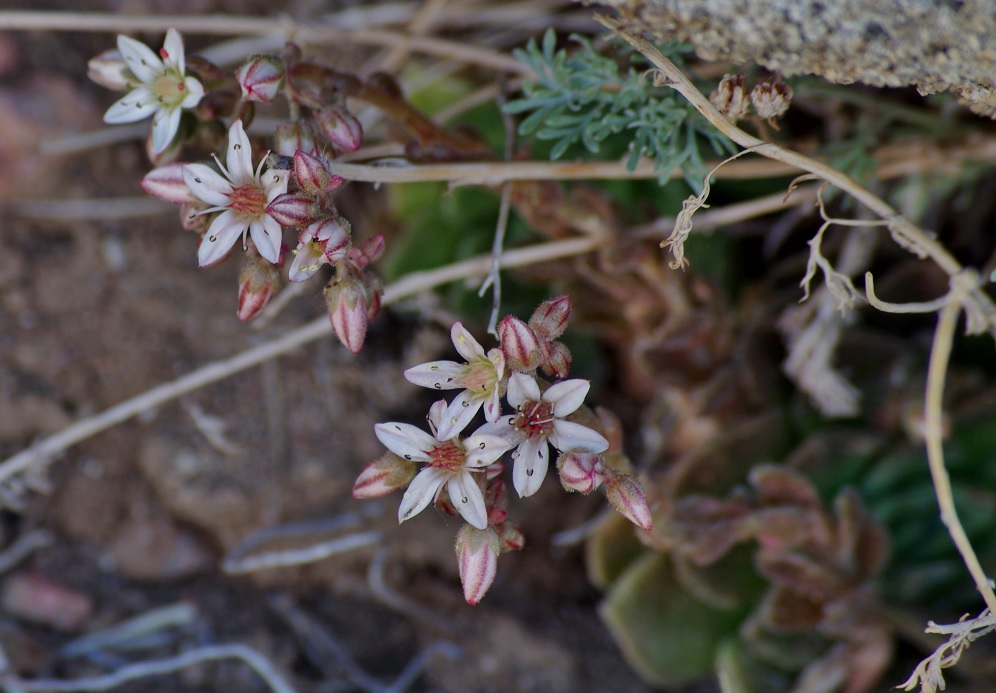 Изображение особи Rosularia platyphylla.