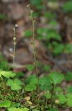 Mitella nuda