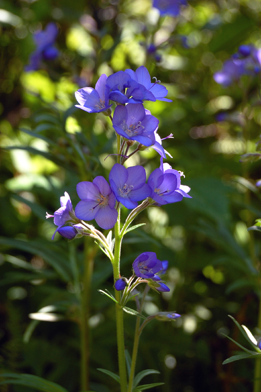 Image of Polemonium caeruleum specimen.