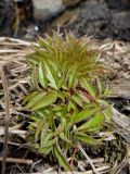 Sambucus sibirica. Молодое растение. Окр. Иркутска, Плишкино, сосновый лес. 28.04.2013.