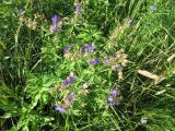 Geranium pratense