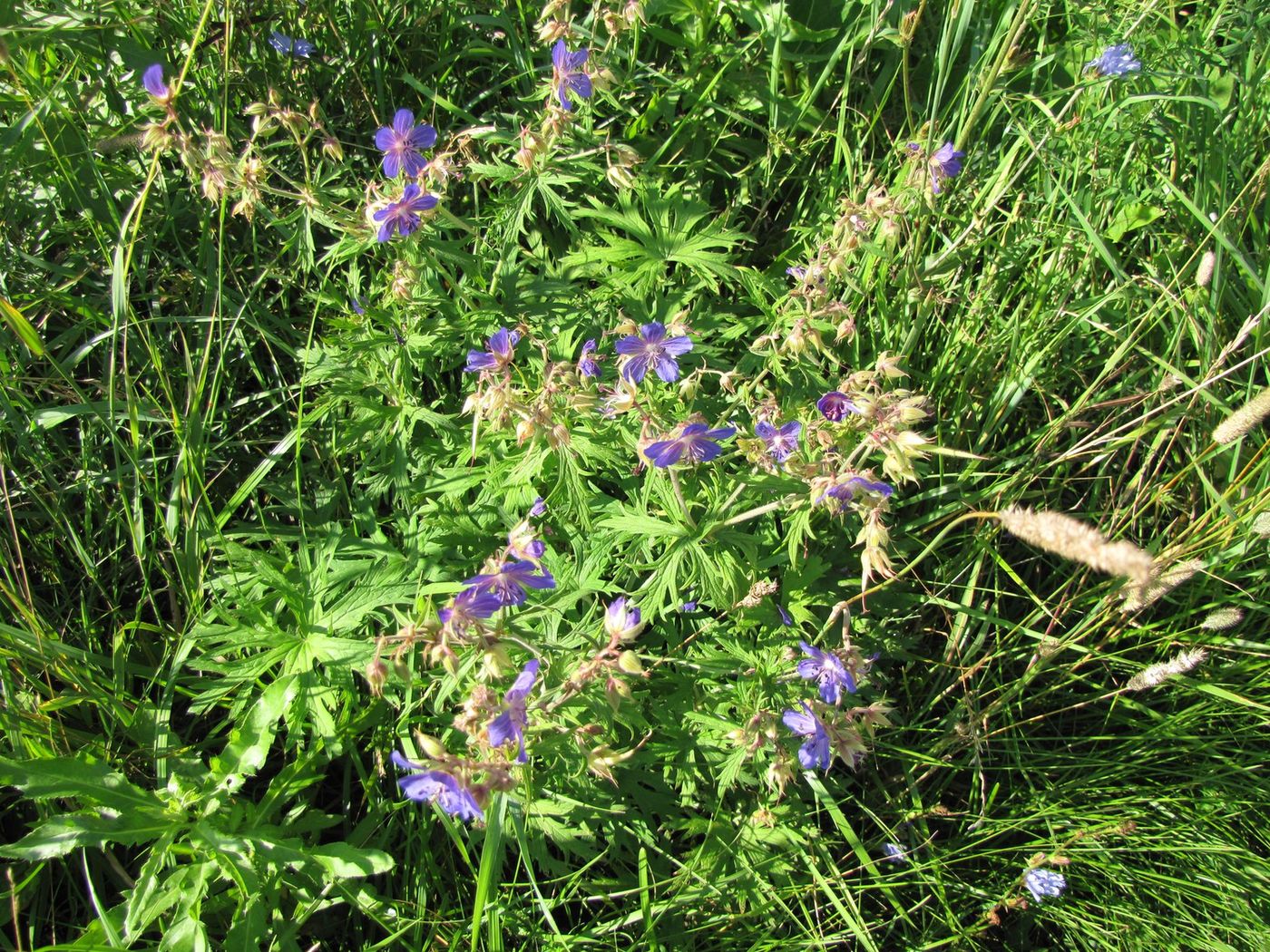 Image of Geranium pratense specimen.