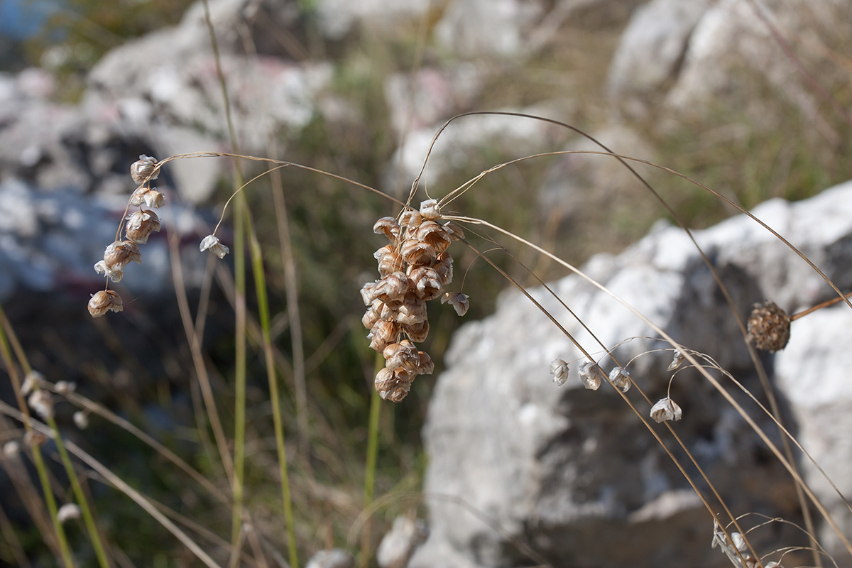 Image of Briza maxima specimen.