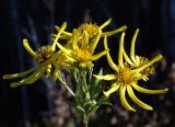 Senecio nemorensis