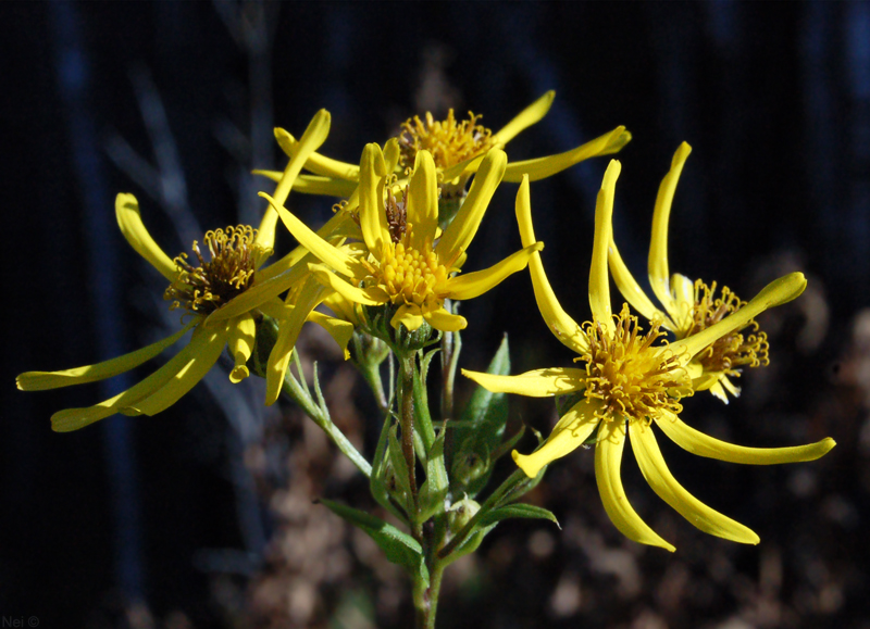 Image of Senecio nemorensis specimen.