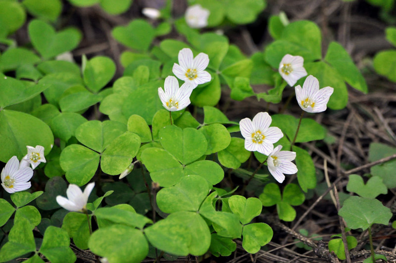 Изображение особи Oxalis acetosella.