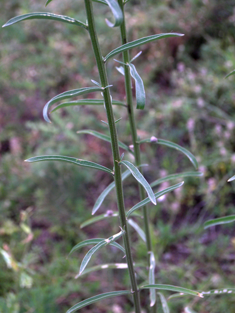 Image of Erysimum canescens specimen.