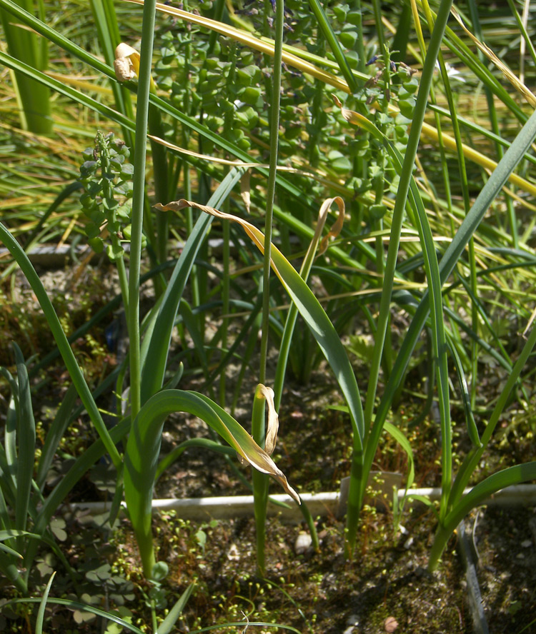 Image of Allium cardiostemon specimen.