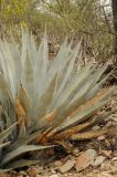 Agave deserti