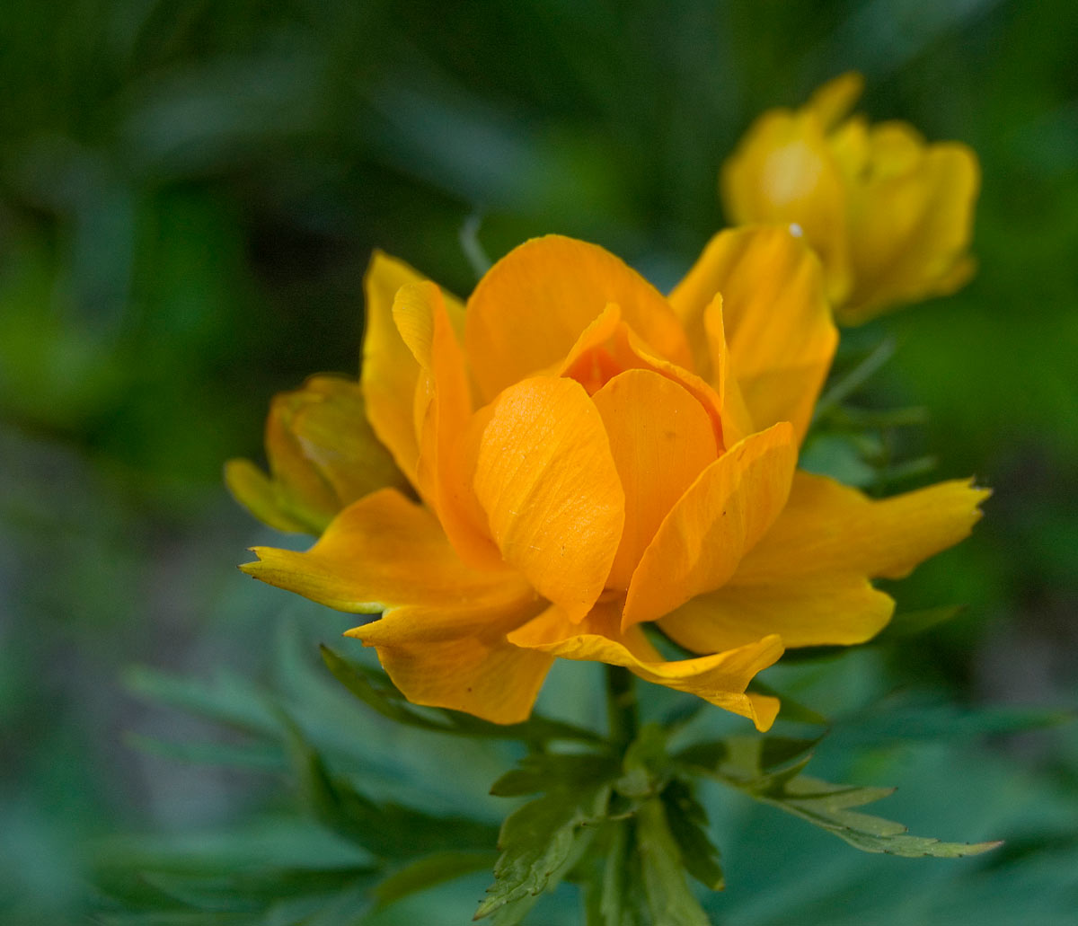 Image of Trollius asiaticus specimen.
