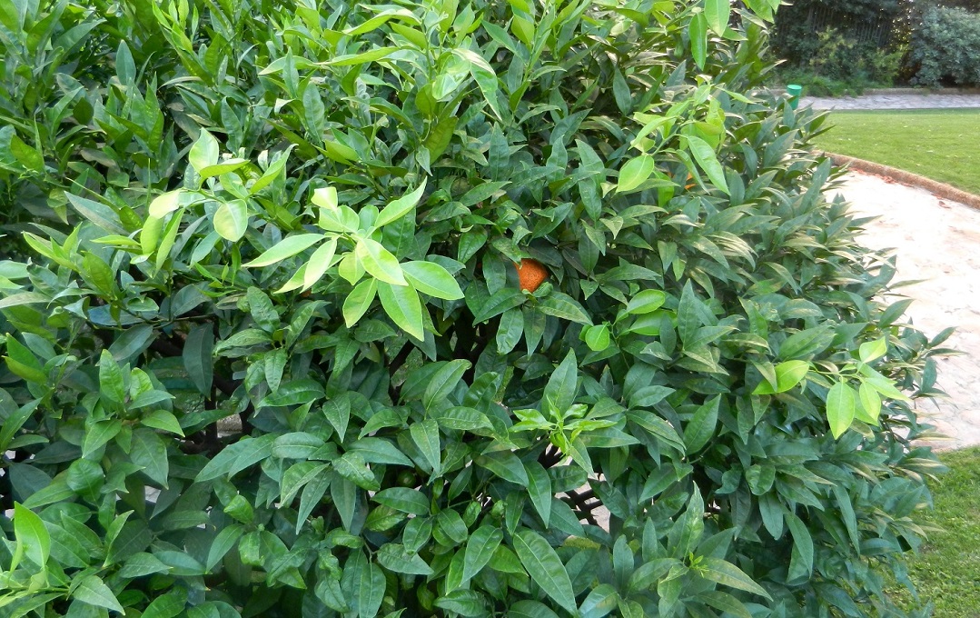 Image of Citrus sinensis specimen.