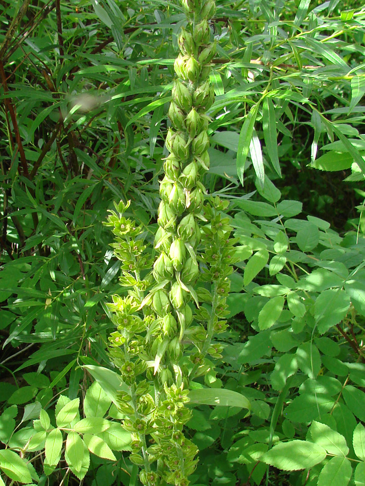 Изображение особи Veratrum lobelianum.