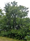 Sorbus alnifolia. Взрослые деревья. Приморье, ЗАТО Фокино, остров Путятина, склон на берегу озера Гусиное. 15.08.2015.