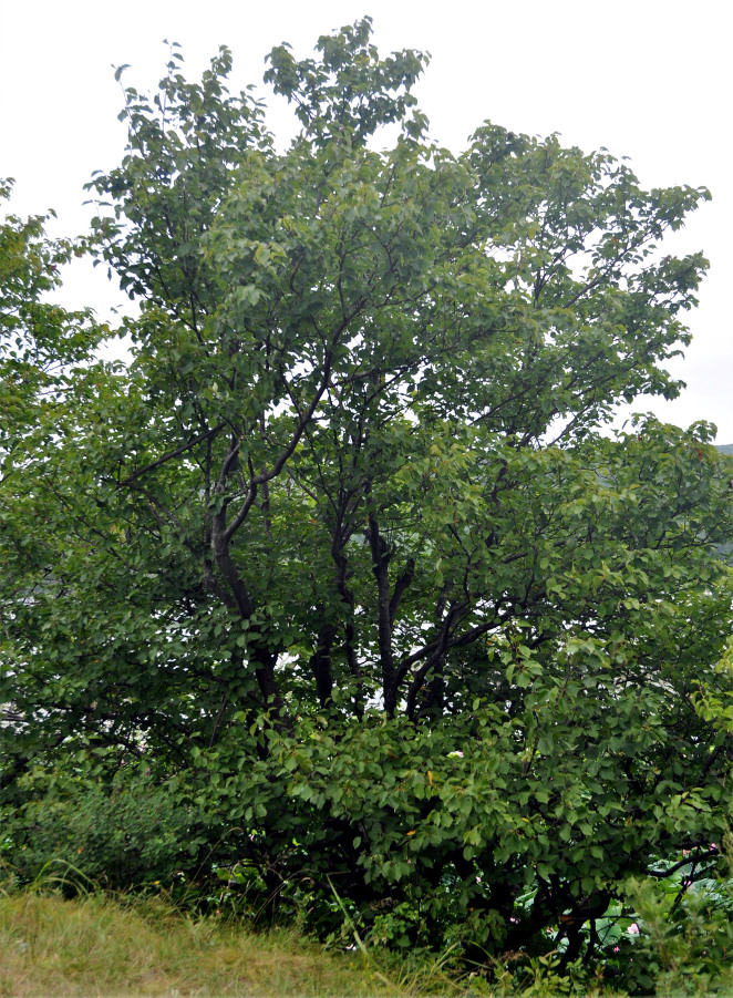 Изображение особи Sorbus alnifolia.