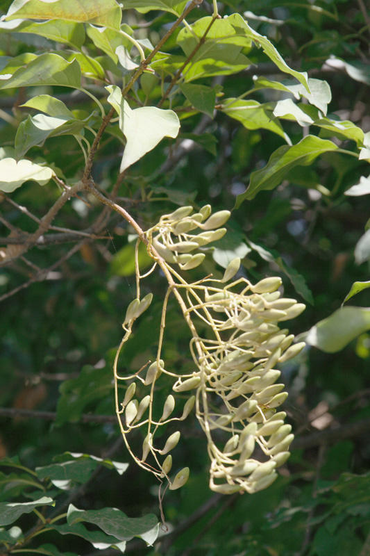 Image of Syringa amurensis specimen.