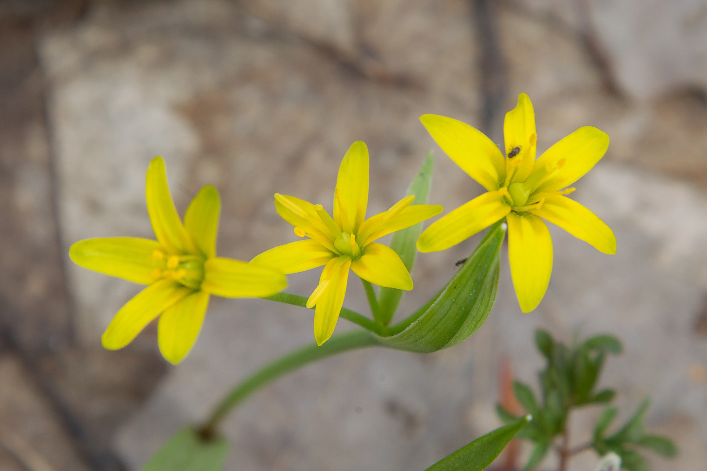 Image of Gagea lutea specimen.