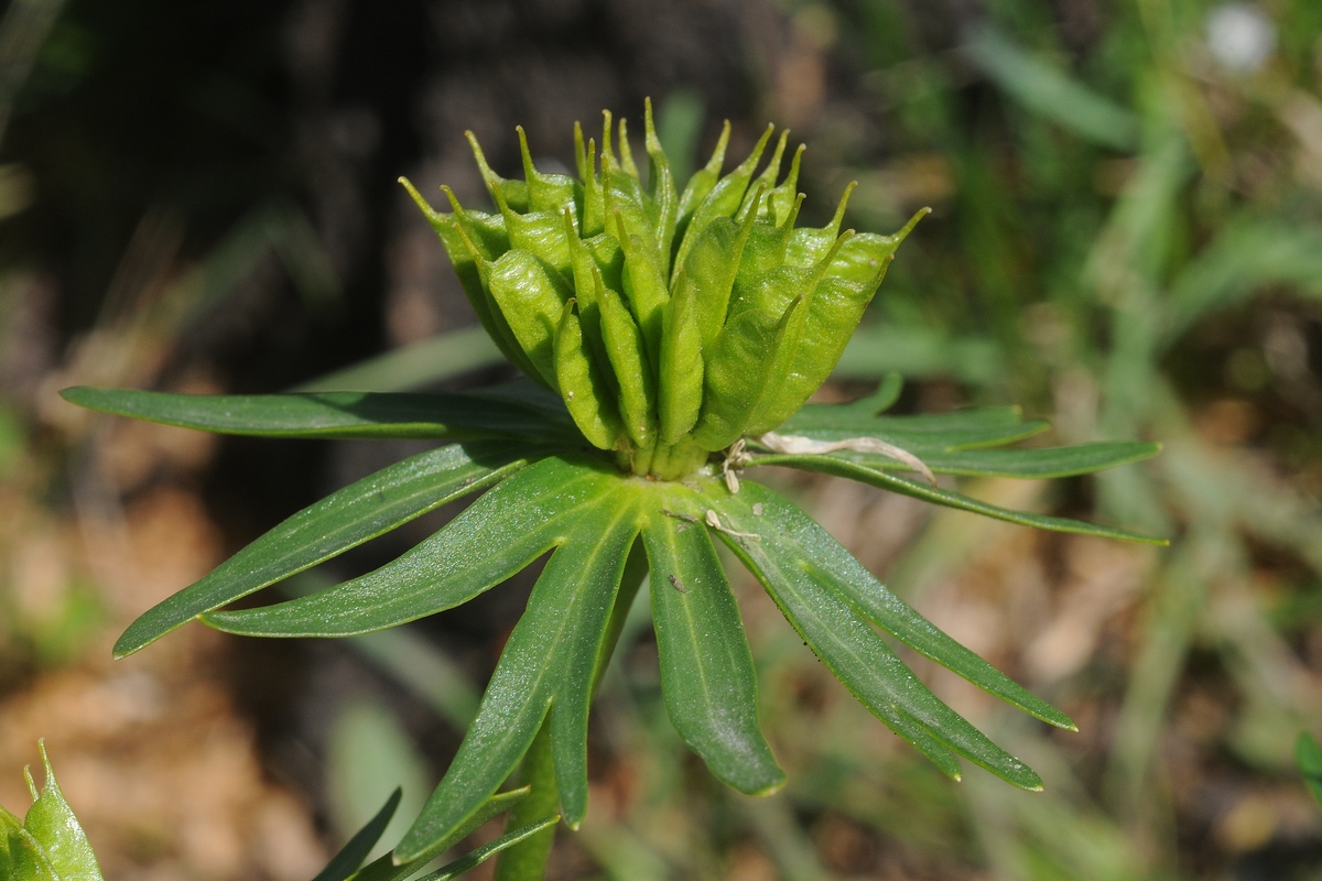 Image of Eranthis cilicica specimen.