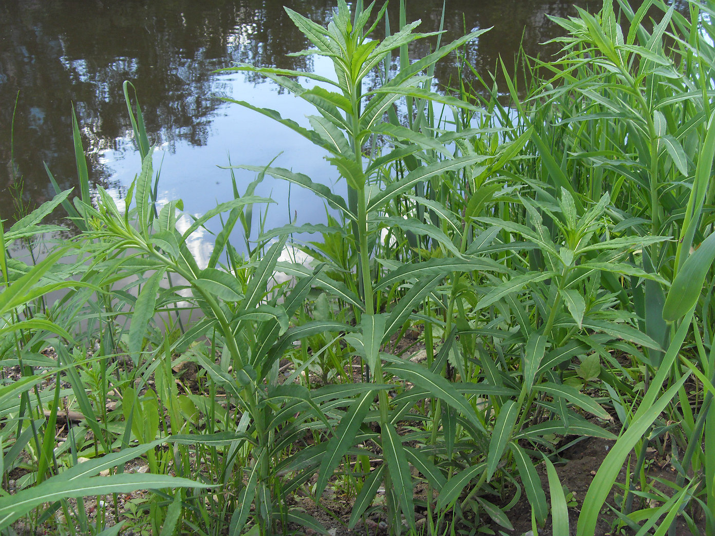 Image of Chamaenerion angustifolium specimen.