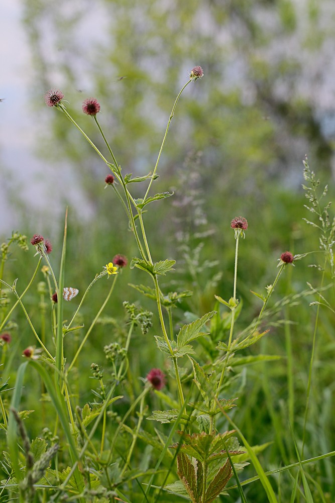 Изображение особи Geum urbanum.