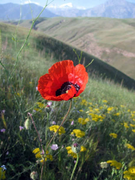 Изображение особи Papaver pavoninum.