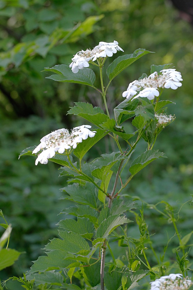 Изображение особи Viburnum opulus.