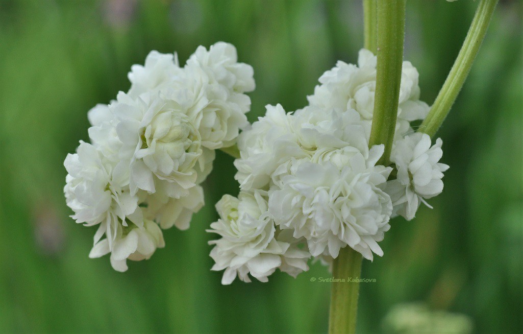 Изображение особи Filipendula ulmaria.