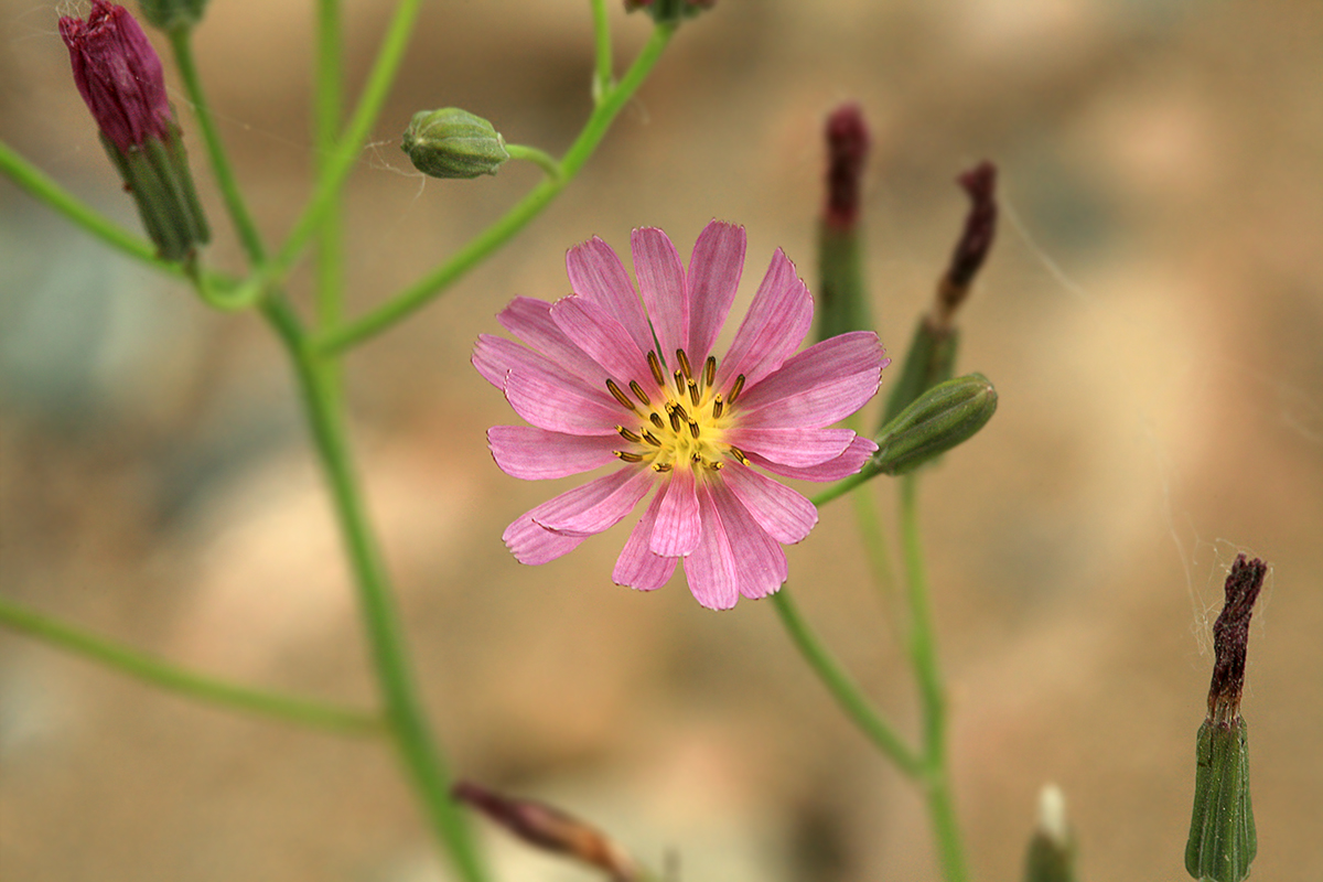 Image of Ixeridium gramineum specimen.