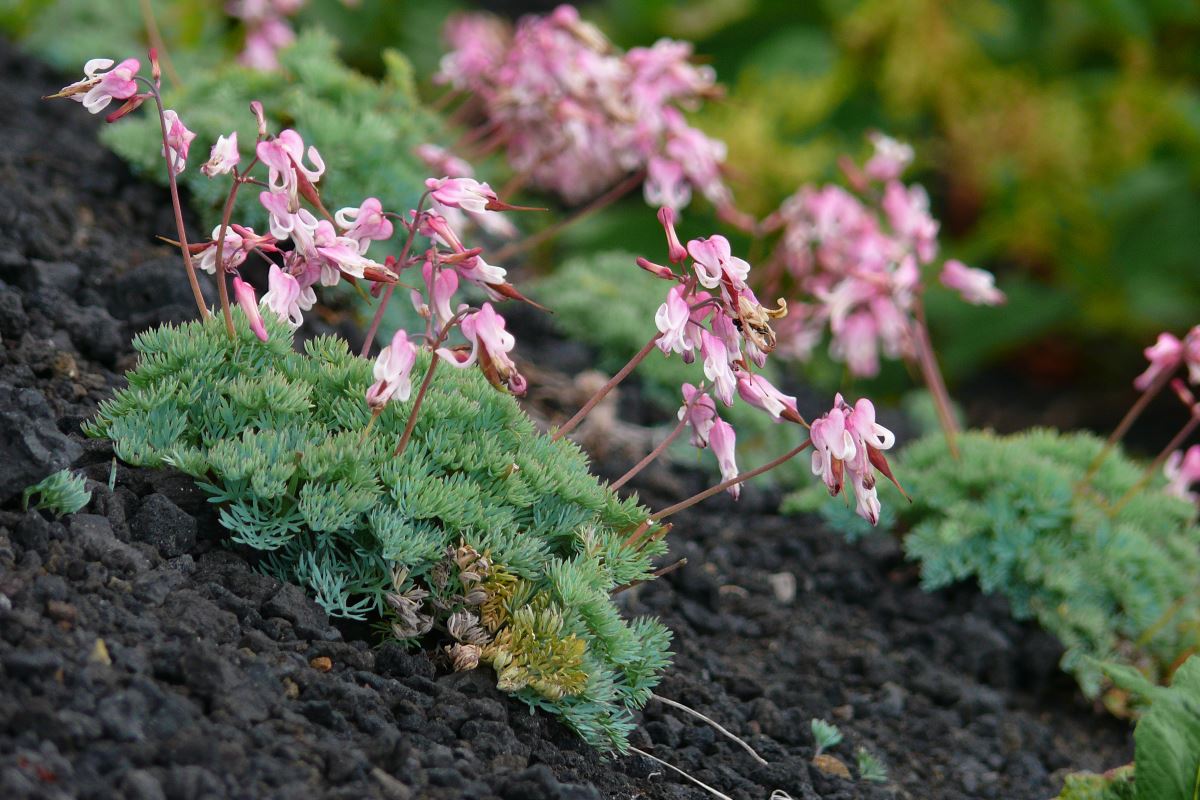 Image of Dicentra peregrina specimen.