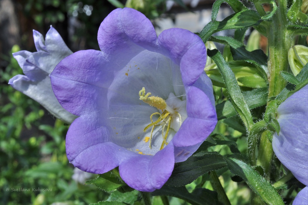 Изображение особи Campanula medium.