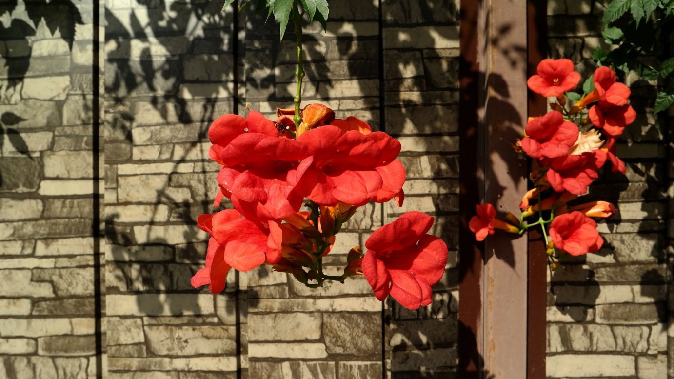 Image of Campsis grandiflora specimen.