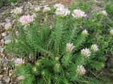 Pseudosedum longidentatum