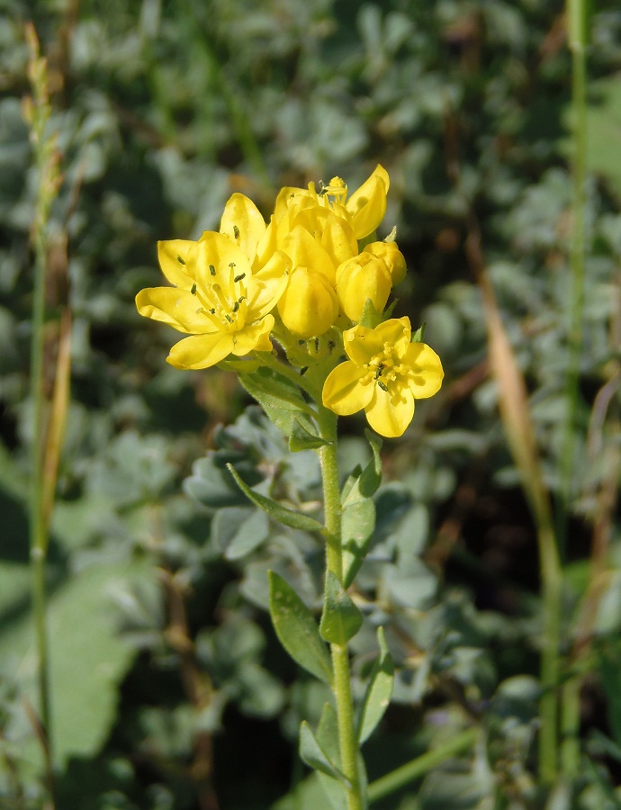 Image of Haplophyllum suaveolens specimen.