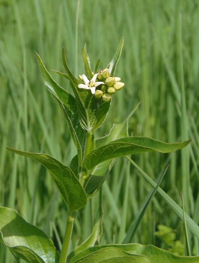 Image of Vincetoxicum hirundinaria specimen.