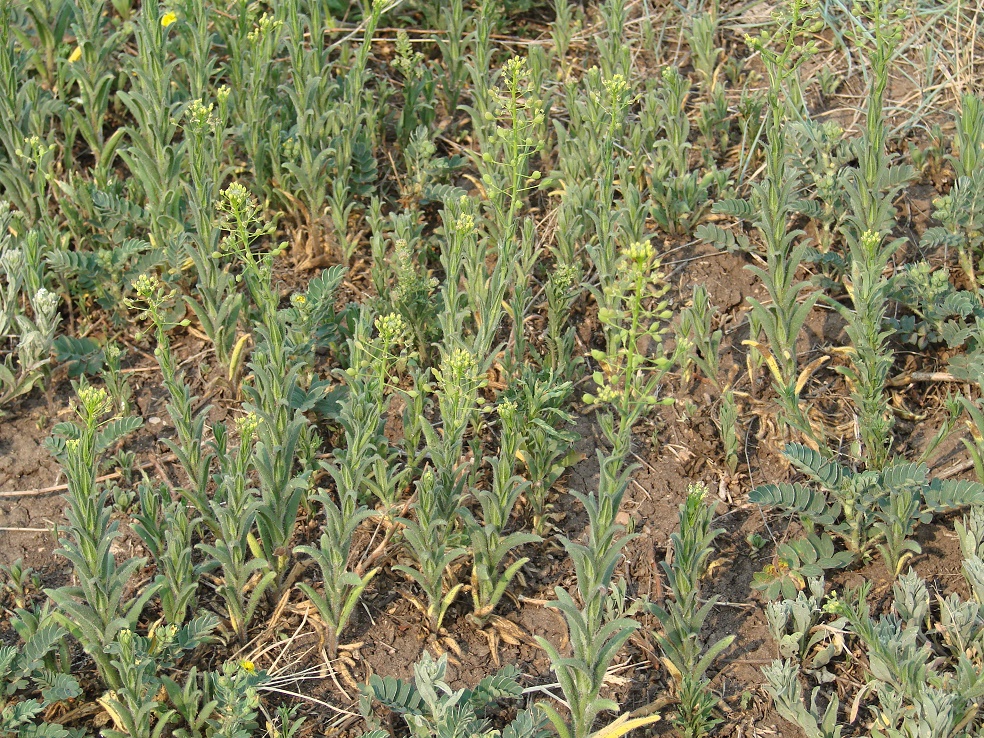 Image of Camelina microcarpa specimen.