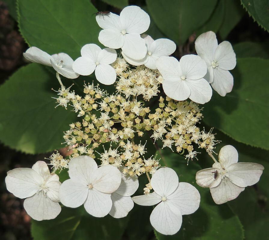 Image of Hydrangea heteromalla specimen.