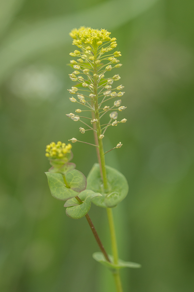 Изображение особи Lepidium perfoliatum.