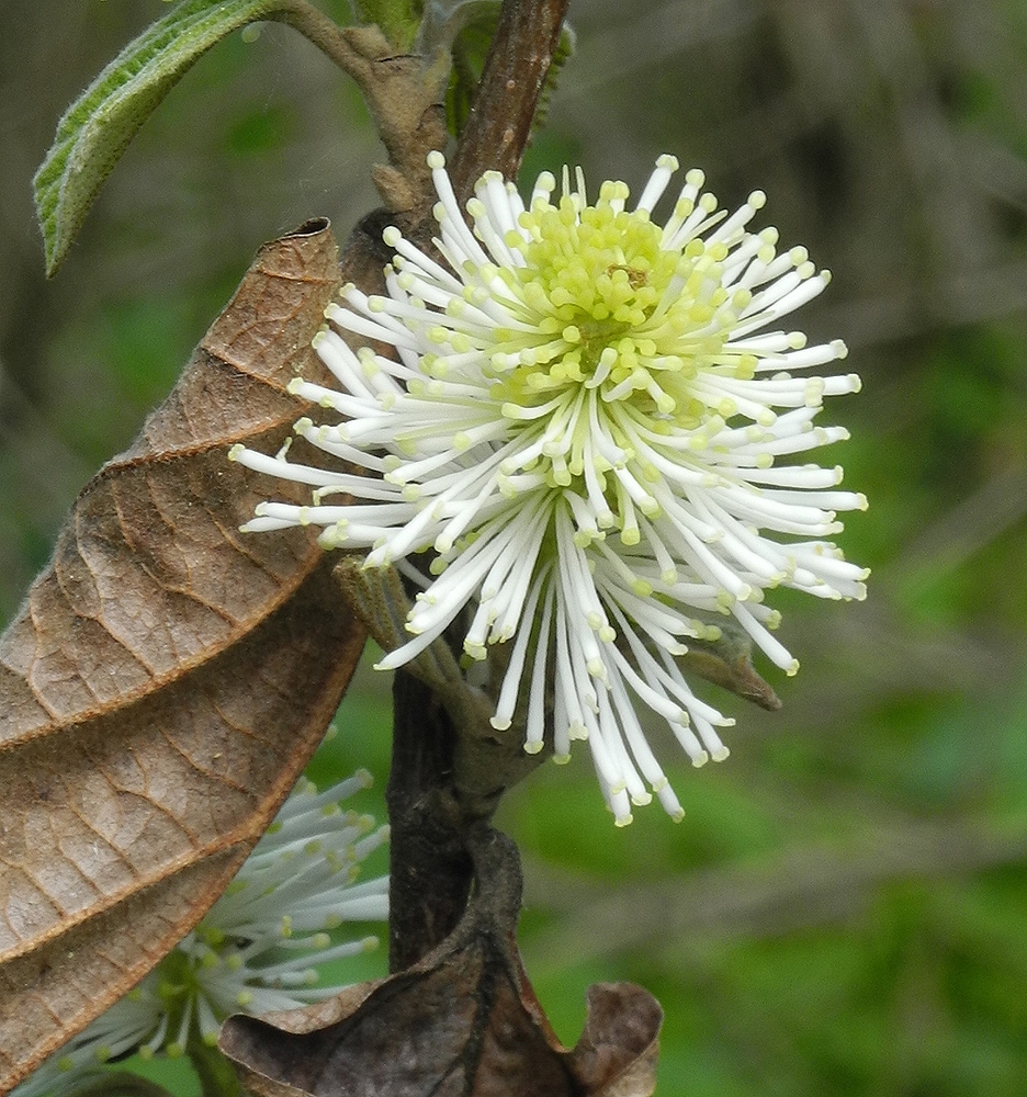 Изображение особи Fothergilla gardenii.