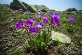 Primula amoena