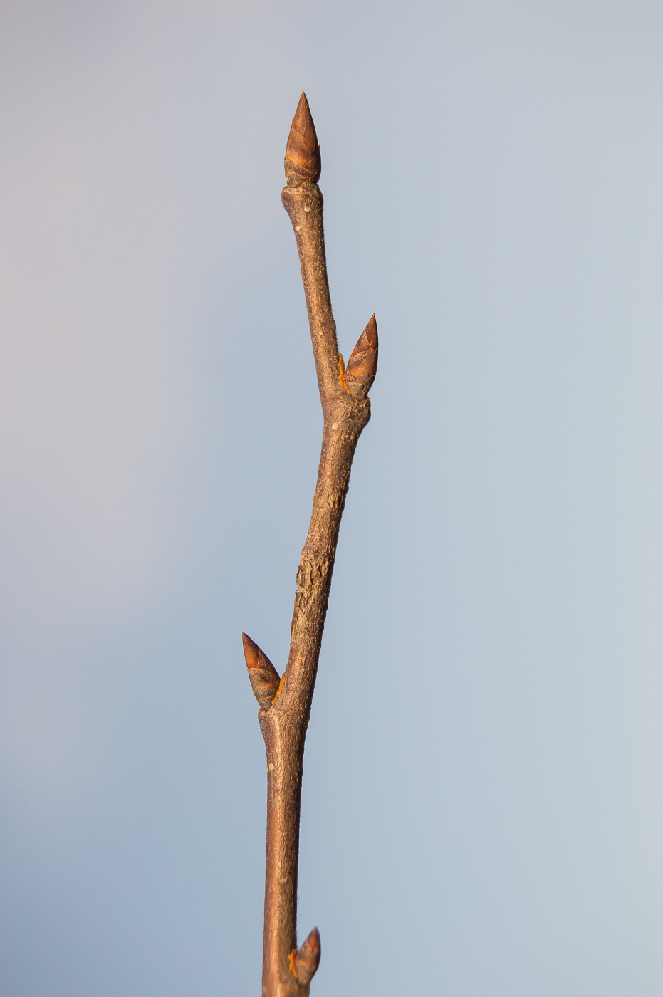 Image of Ulmus laevis specimen.