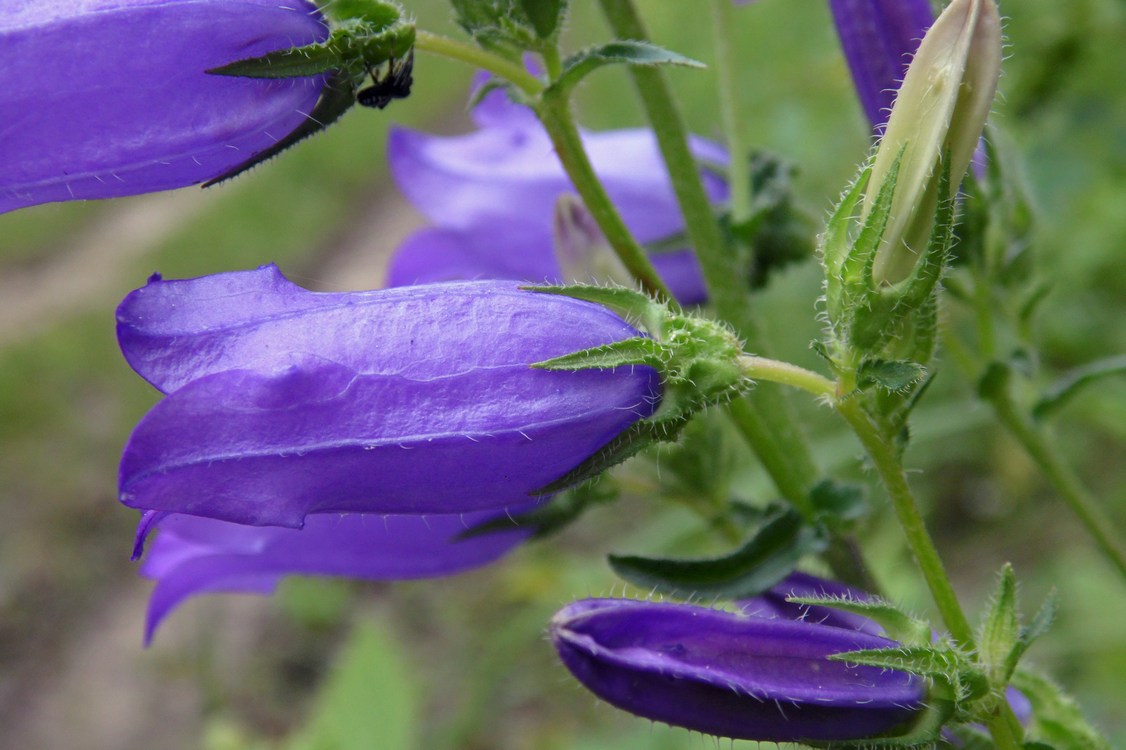 Image of Campanula praealta specimen.