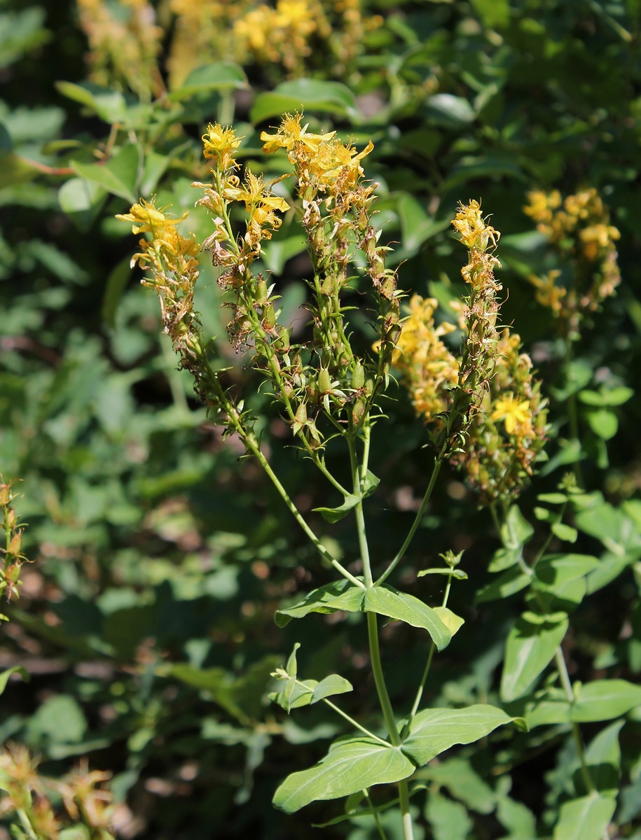 Image of Hypericum maleevii specimen.