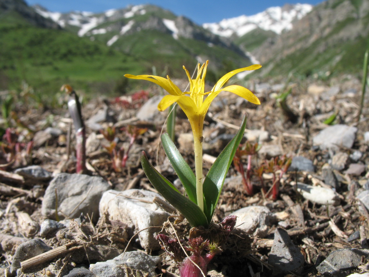 Изображение особи Colchicum luteum.