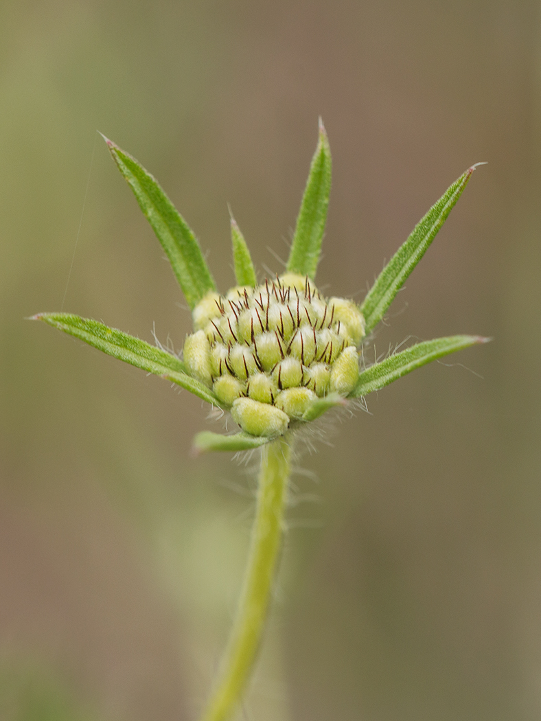 Изображение особи род Scabiosa.