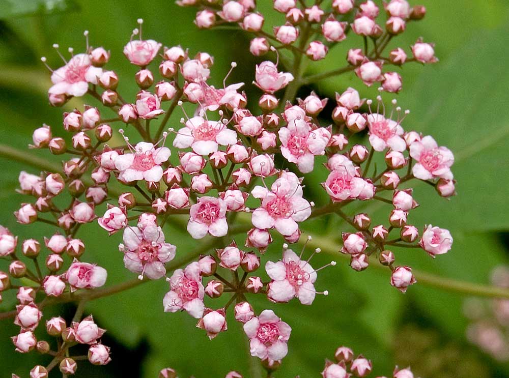 Image of Spiraea japonica specimen.