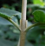 Viburnum lantana