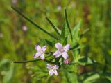 Epilobium adenocaulon