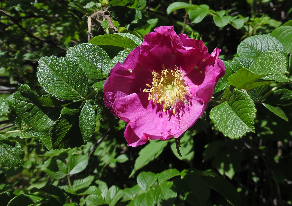 Image of Rosa rugosa specimen.